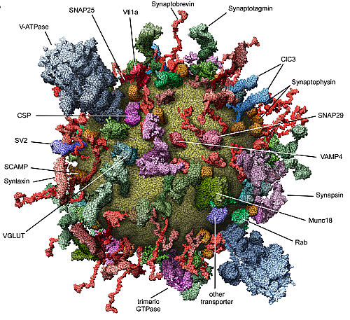 A neural vesicle studded with proteins