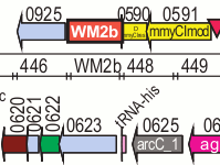 Part of the gene map.  Watermark 2b is shown in the DNA, with an arc gene below it