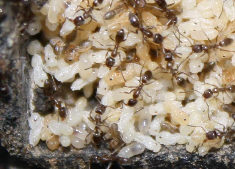 Closeup of ants and eggs in the controller.