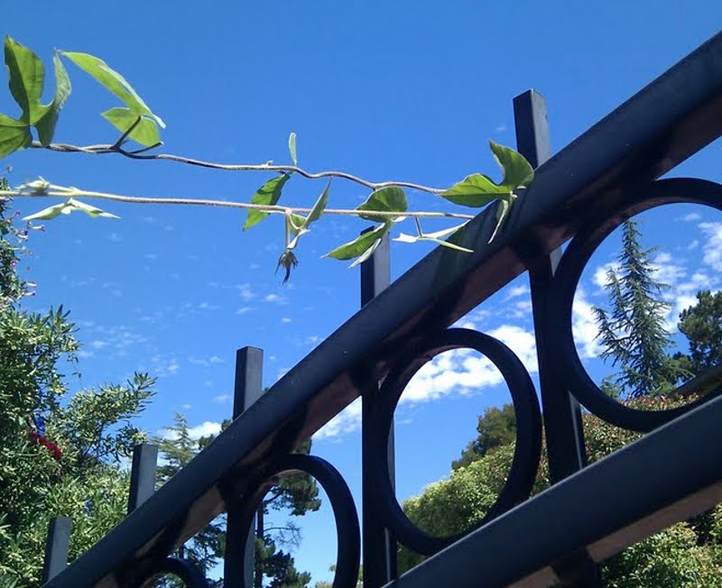 A vine attacks my gate