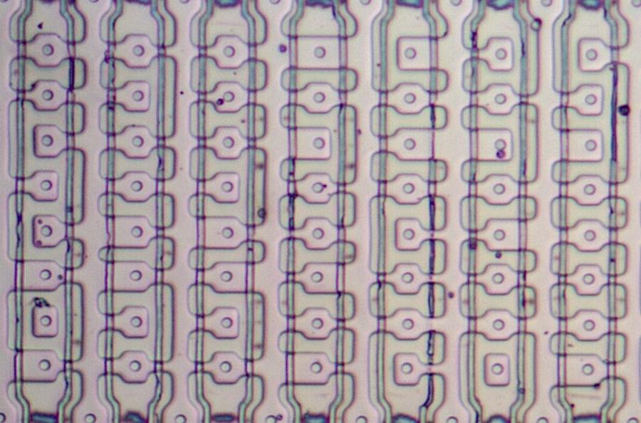 A close-up of the microcode ROM under the microscope. A transistor is formed where a vertical polysilicon line crosses doped silicon (pink). The 8087's ROM is unusual: it uses four transistor sizes, so it stores two bits per transistor, twice the density of a regular ROM.